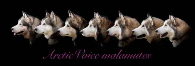 ArcticVoice Alaskan Malamutes