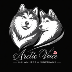 ArcticVoice Alaskan Malamutes & Siberian Huskies