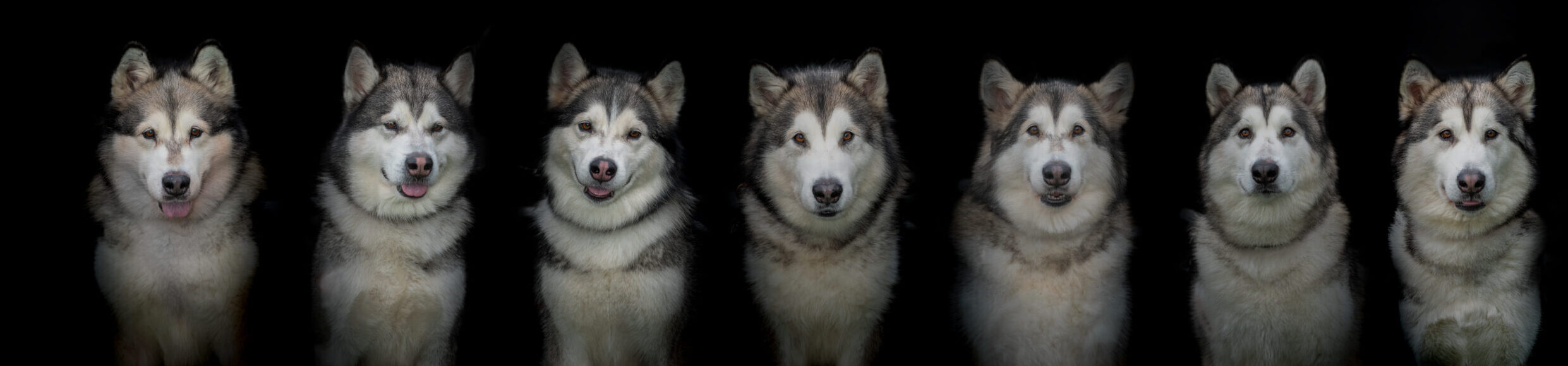 ArcticVoice Alaskan Malamutes & Siberian Huskies
